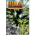 INCREDIBLE HULK TRANSFORMATIONS TPB (1st Print)